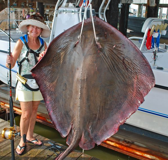 Monstrous Stingray Caught