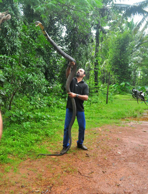 12 Ft Ding Cobra