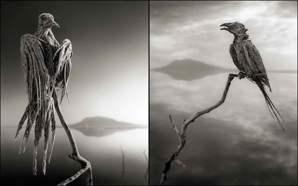 Petrified Birds