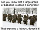 Congress ?? Baboons ??