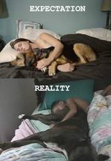 Sleeping with Dogs Expectation vs Reality