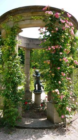 Climbing Roses