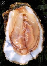 Sexy Rock?