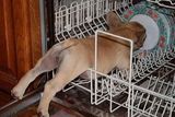 Dog Licks Plate