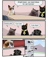 Team Grumpy Cat Scared Cat Business Cat Cute Dog Memes