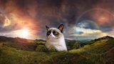 Beautiful Grumpy Cat Country