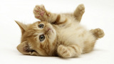 Cute little kitten