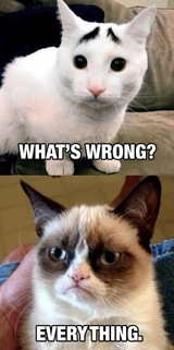 Grumpy Cat and Eyebrow Cat