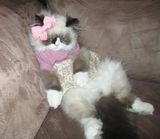 Grumpy Cat Pretty in Pink