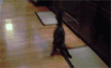 Cat Sneak Attacks Dog