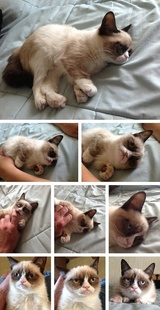 Grumpy Cat Photo Album - Grumpy Cat from Every Angle