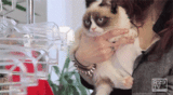 Grumpy Cat Clothes Shopping