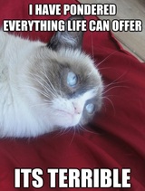 Grumpy Cat Pondering What Life Has To Offer