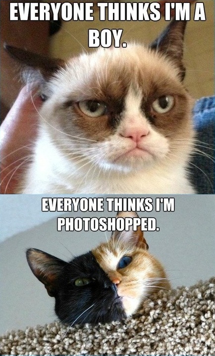 Grump Cat is a Girl and Split-Faced Cat is Not Photoshopped - Tard The