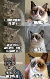 Hitting on Grumpy Cat - Grumpy Cat's Boyfriend?