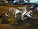 Prince on a White Horse