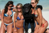 That Is One Luckiest Ape Ever