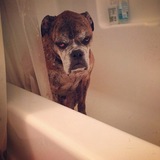 Grumpy Old Boxer in the Bathtub - Dog Gone Funny!