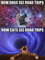 Road Trip Perception Of A Dog And A Cat