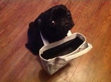 The Dog Who Wanted To Go Shopping