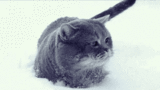 This Is How A Cat Looks While Running In Slow Motion