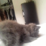Cat Fighting The Hand And How