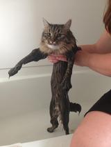 The Washed Up Cat Caught Wet Handed