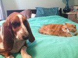 I Can Has My Own Photo But The Dog Ruined It