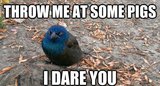 A Real Blue Angry Bird