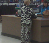 ZEBRA ON THE PROWL