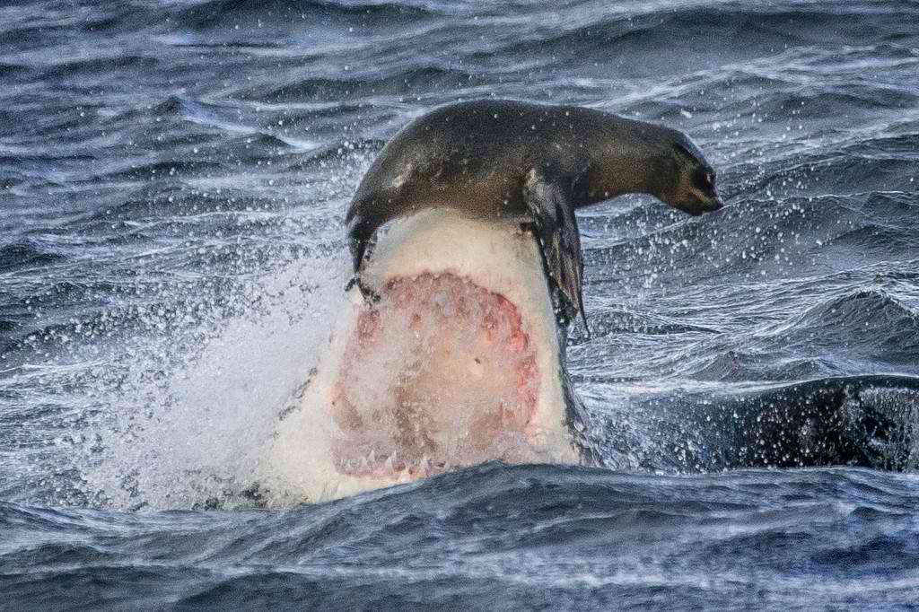 Shark VS Seal: Guess who wins?