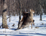 Golden Eagle Attacking a Full Grown Deer