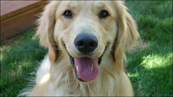Man's bestfriend is the world's oldest cancer patient