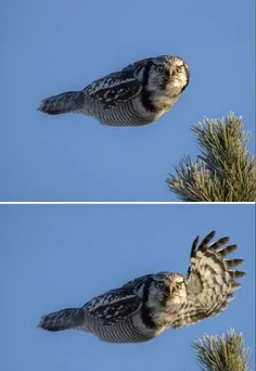 Left Turn Signal