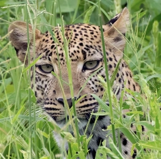 African leopard staring me down!!