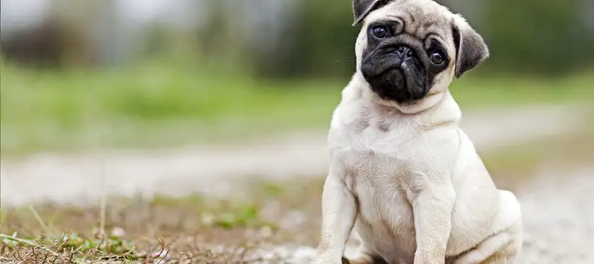 available pet for sale looking so good if you are interested send me a message f thumbnail 2