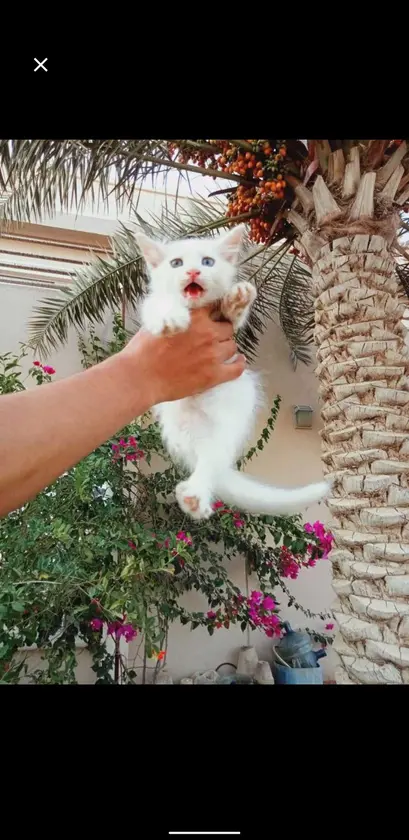 available cat for sale if you are interested send me a message for more informat thumbnail 4