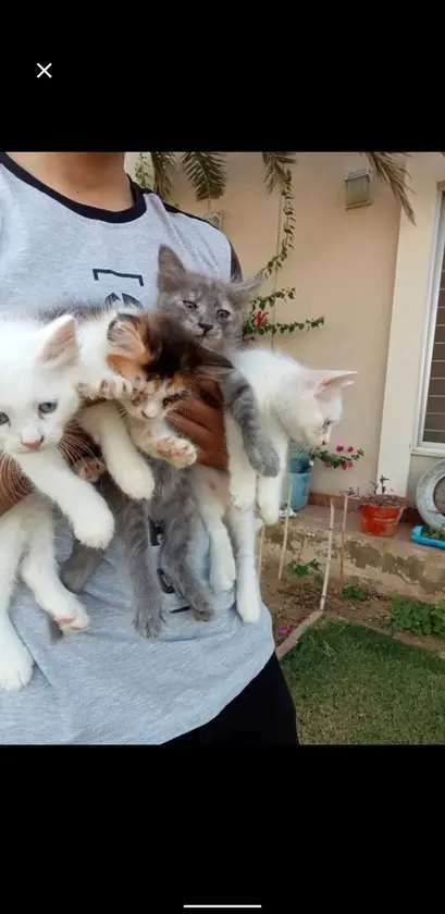 available cat for sale if you are interested send me a message for more informat thumbnail 2
