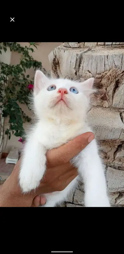 available cat for sale if you are interested send me a message for more informat thumbnail 3