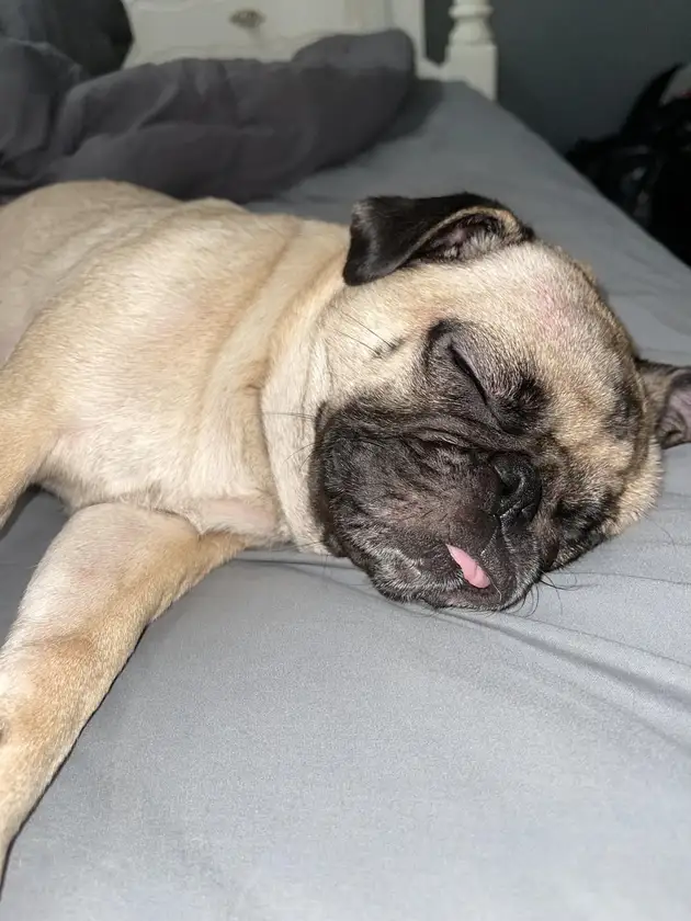 pet looking good still available for sale dm me for more information thanks thumbnail 2