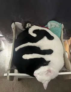 Yin Yang Cats