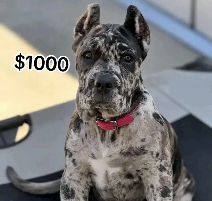 puppies for sale - $1,000 thumbnail 2