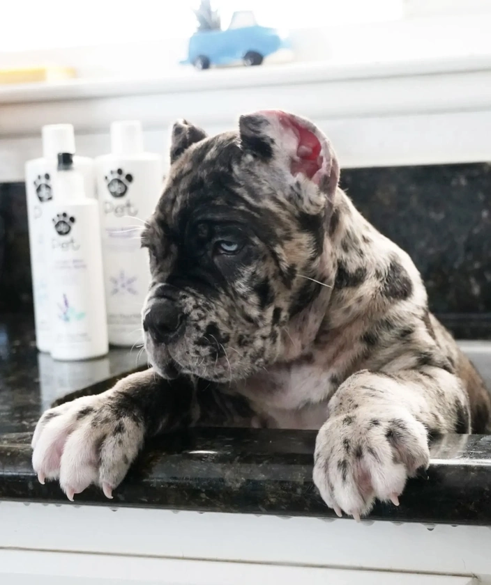 puppies for sale - $1,000 thumbnail 3