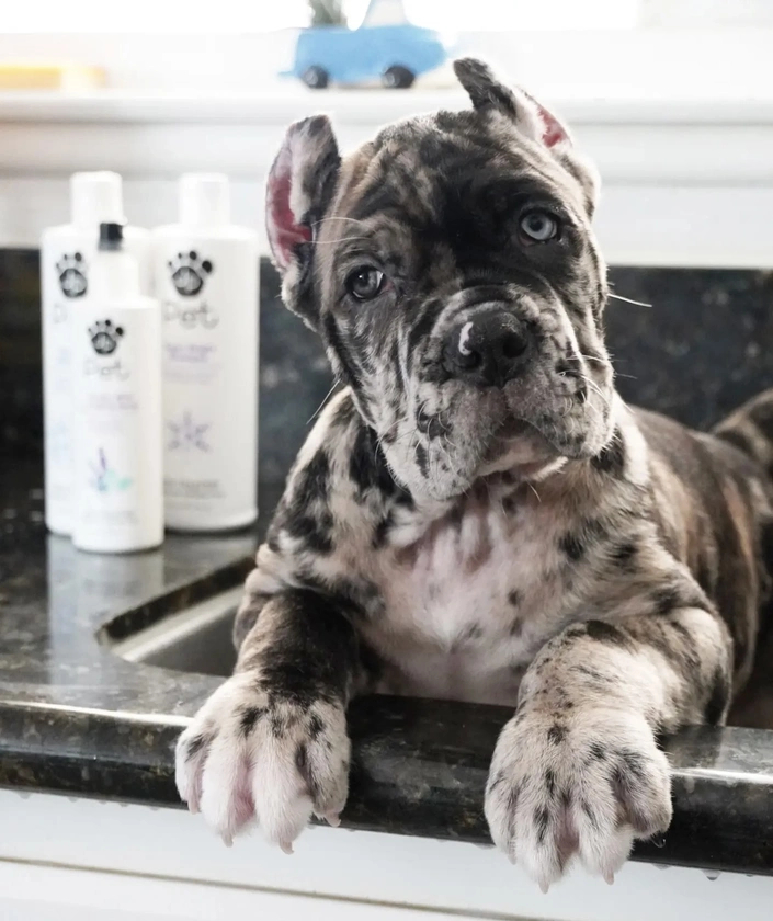 puppies for sale - $1,000 thumbnail 4