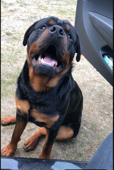 my 🐕 dog want to say hi 🎶🎶🎶🎶🎶🎶