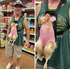 Bring Your Own Chicken To Walmart