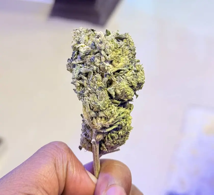 Featured texasmx content