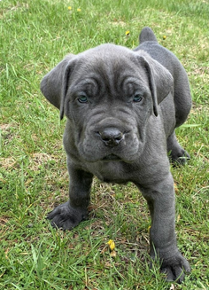 Cane corso pups