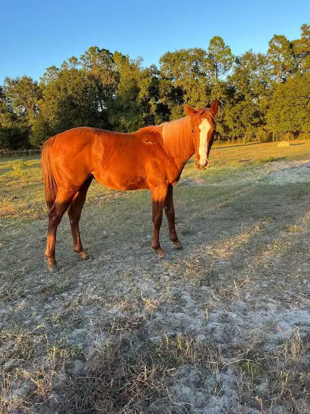 well trained horse - $5,000 thumbnail 2