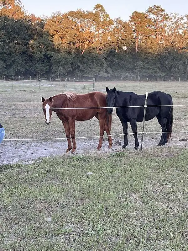 well trained horse - $5,000 thumbnail 3